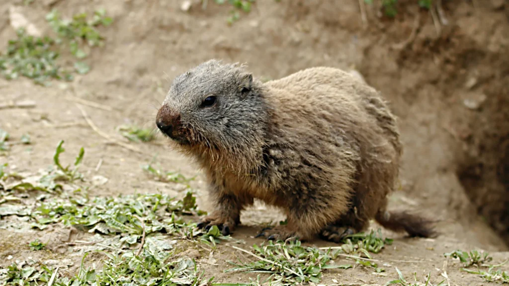 Woodchuck 