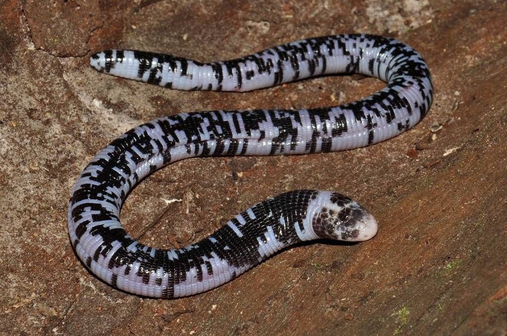 Worm Lizard