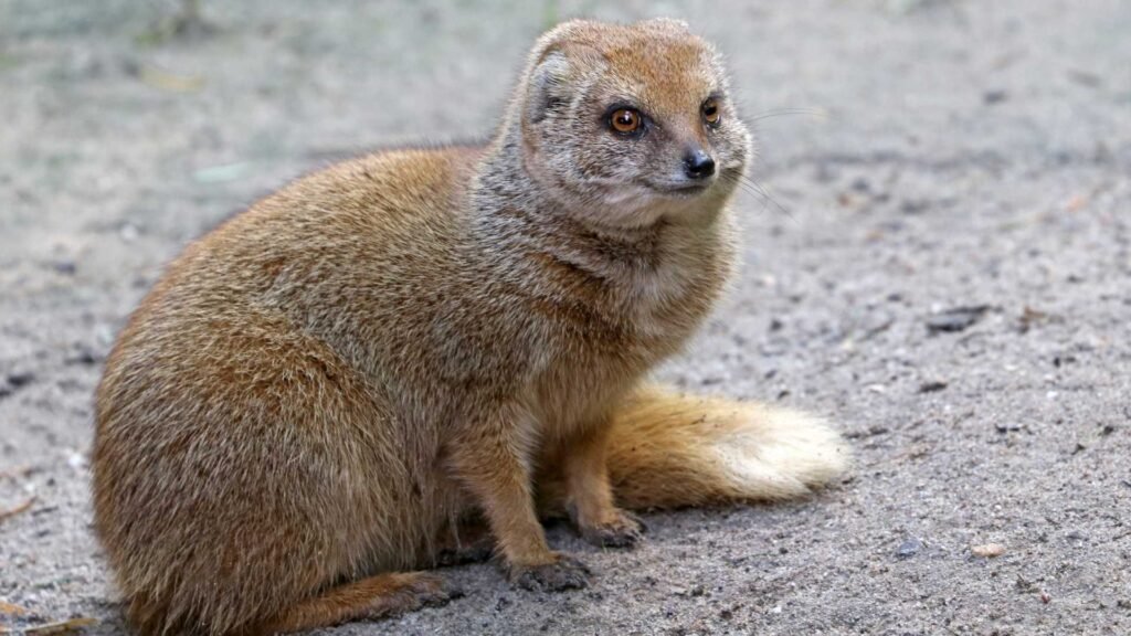 Yellow Mongoose