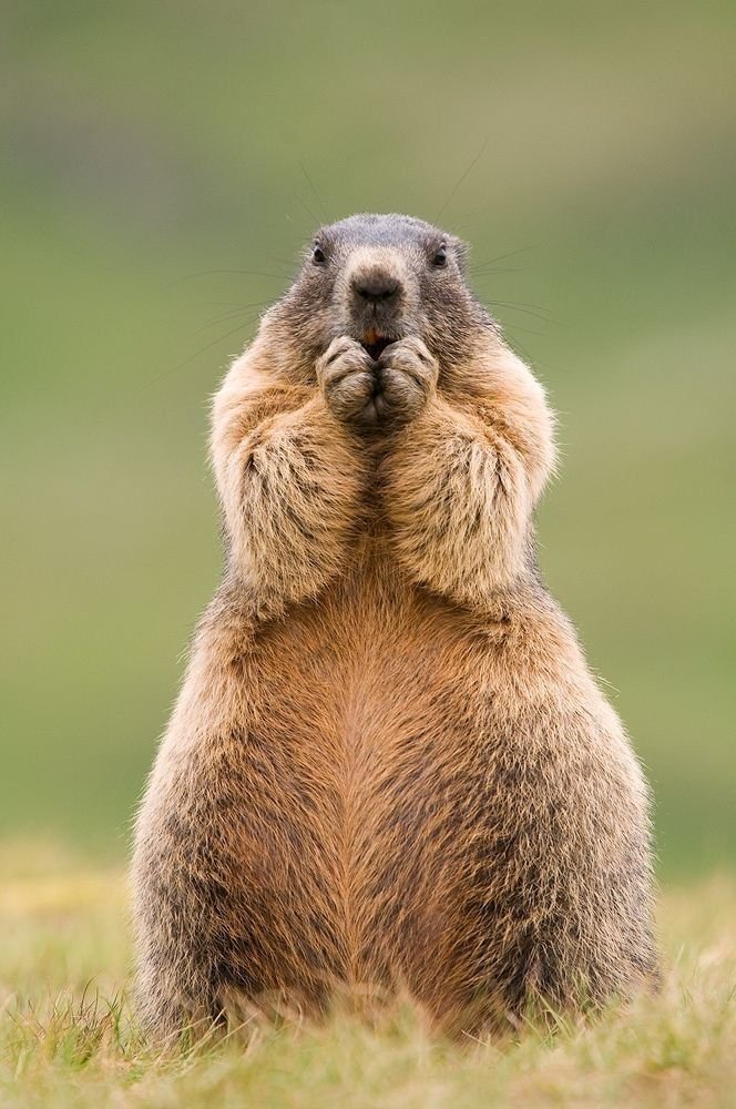 Yellow-bellied Marmot