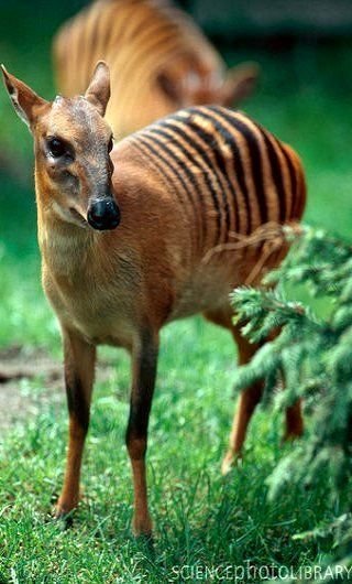 Zebra Duiker
