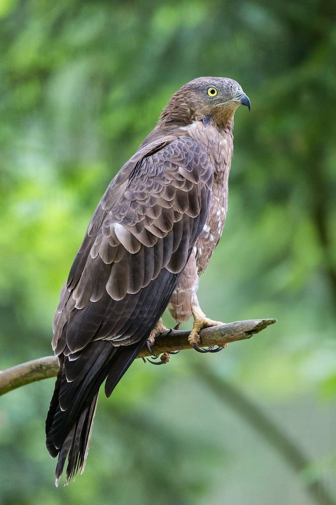 uropean Honey Buzzard